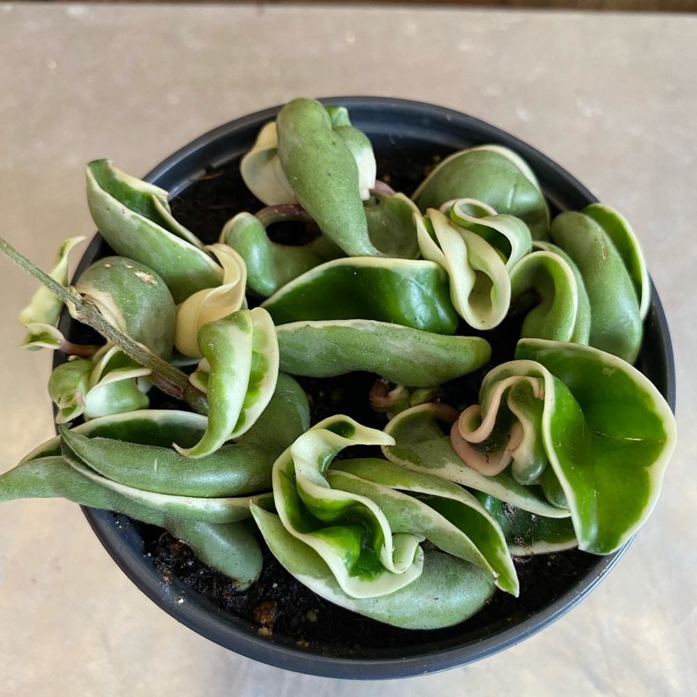 COPY - Variegated Hoya Hindu Rope full plant 4”pot